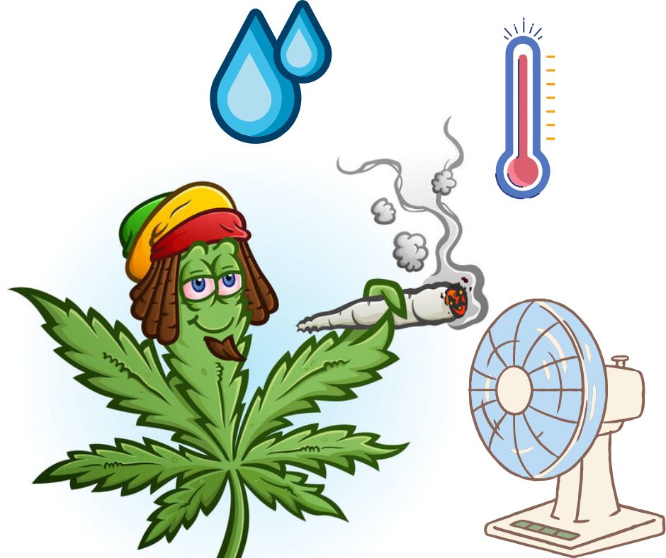 Необходимая влажность для конопли лечение с помощью марихуаны